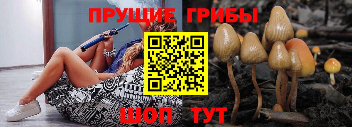 купить наркотики сайты  Вход с VPN  Губкин  Псилоцибиновые грибы Psilocybine cubensis 